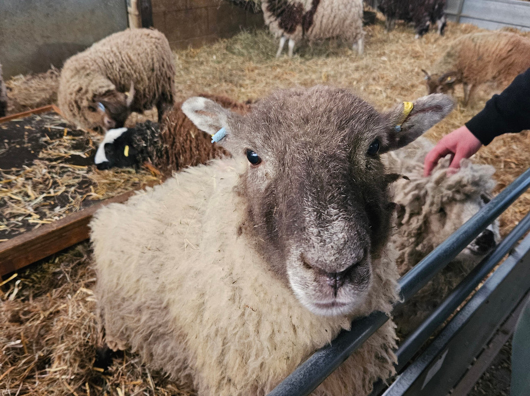 Odds Farm Park景点图片