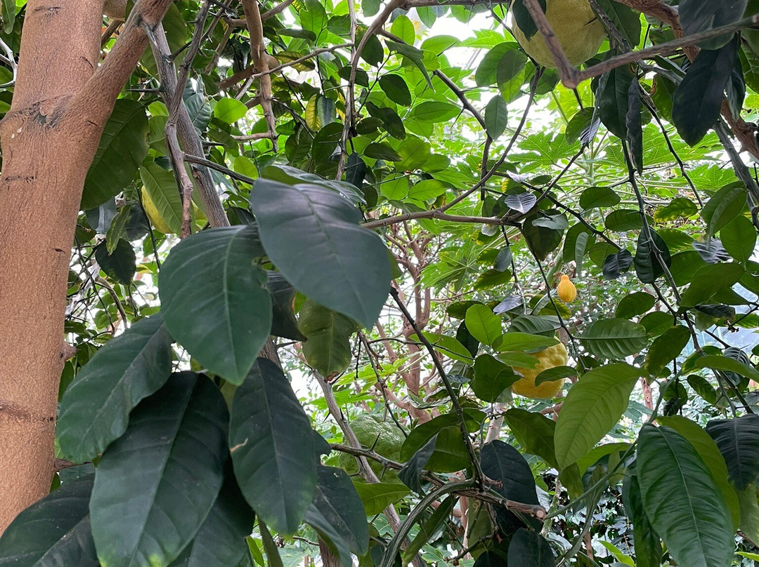 Bergius Botanic Garden-斯德哥尔摩必去景点