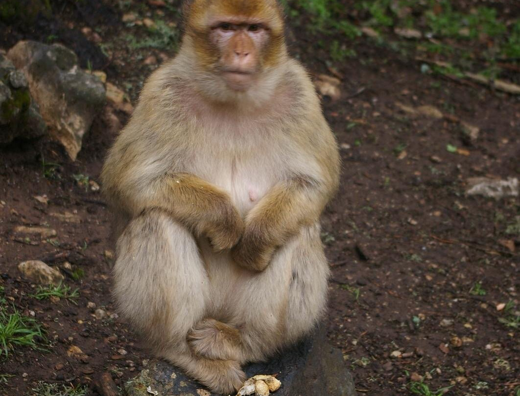 Authentic Travel Maroc - Private Day Tours-卡萨布兰卡必去景点