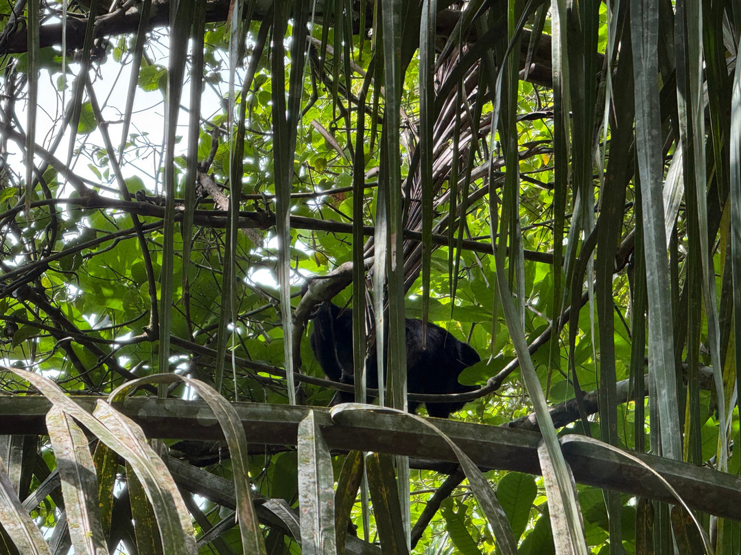 Panama Rainforest Discovery Center景点图片