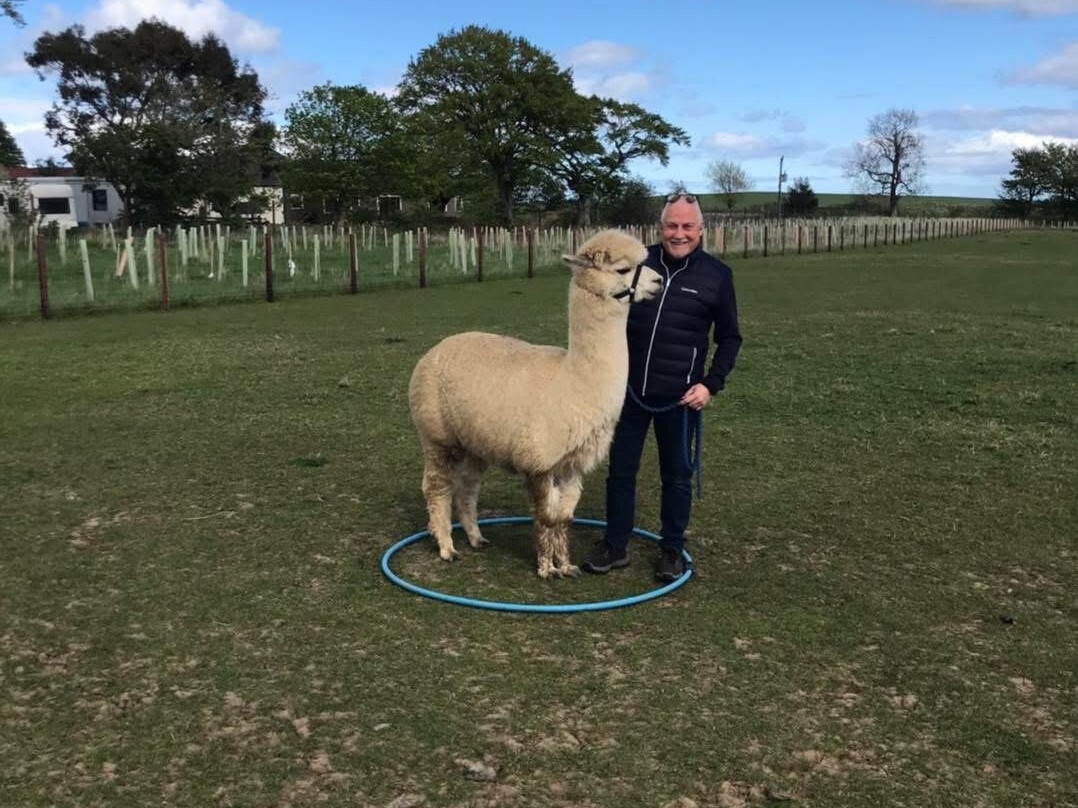 Bowbridge Alpacas Scotland景点图片