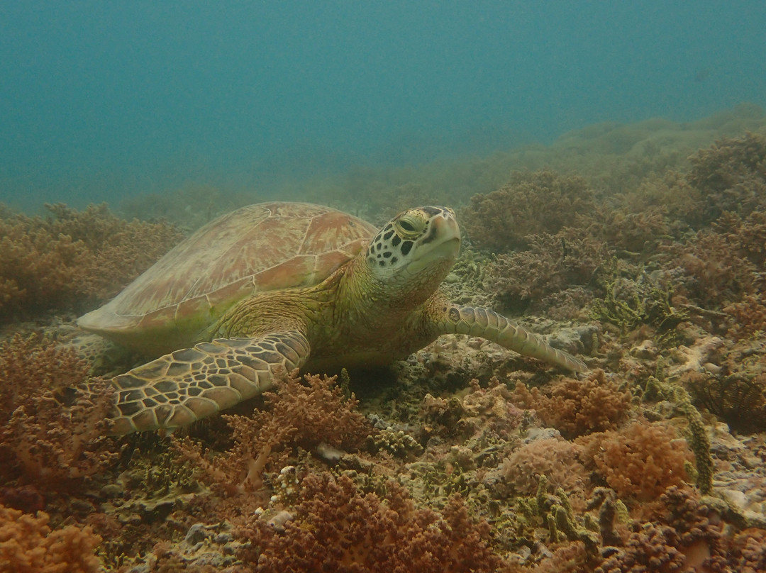 Gili Scuba Diving-吉利特拉万安必去景点