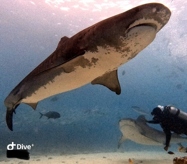 Extreme Dive Fuvahmulah景点图片