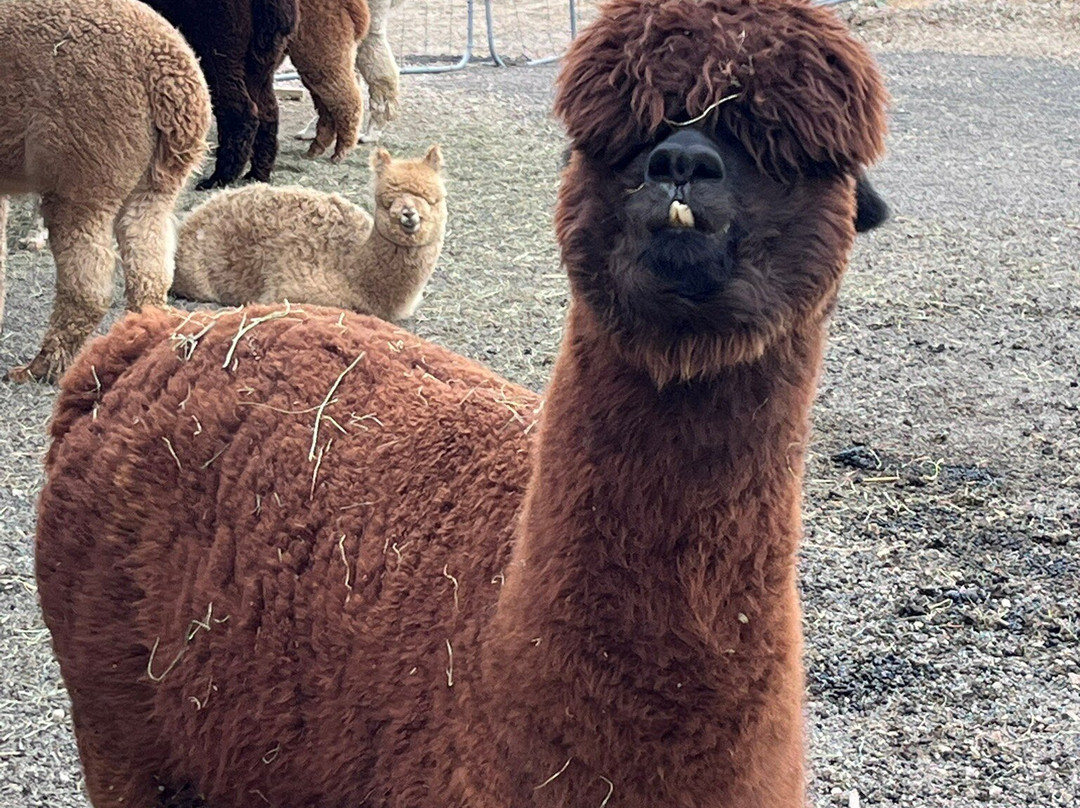 Alpacas Charlevoix-Les Eboulements必去景点