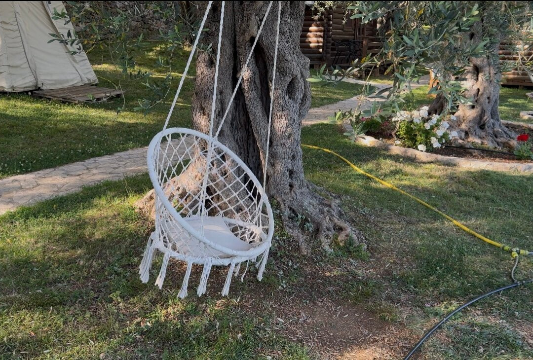 Holiday Park Olive Tree主图