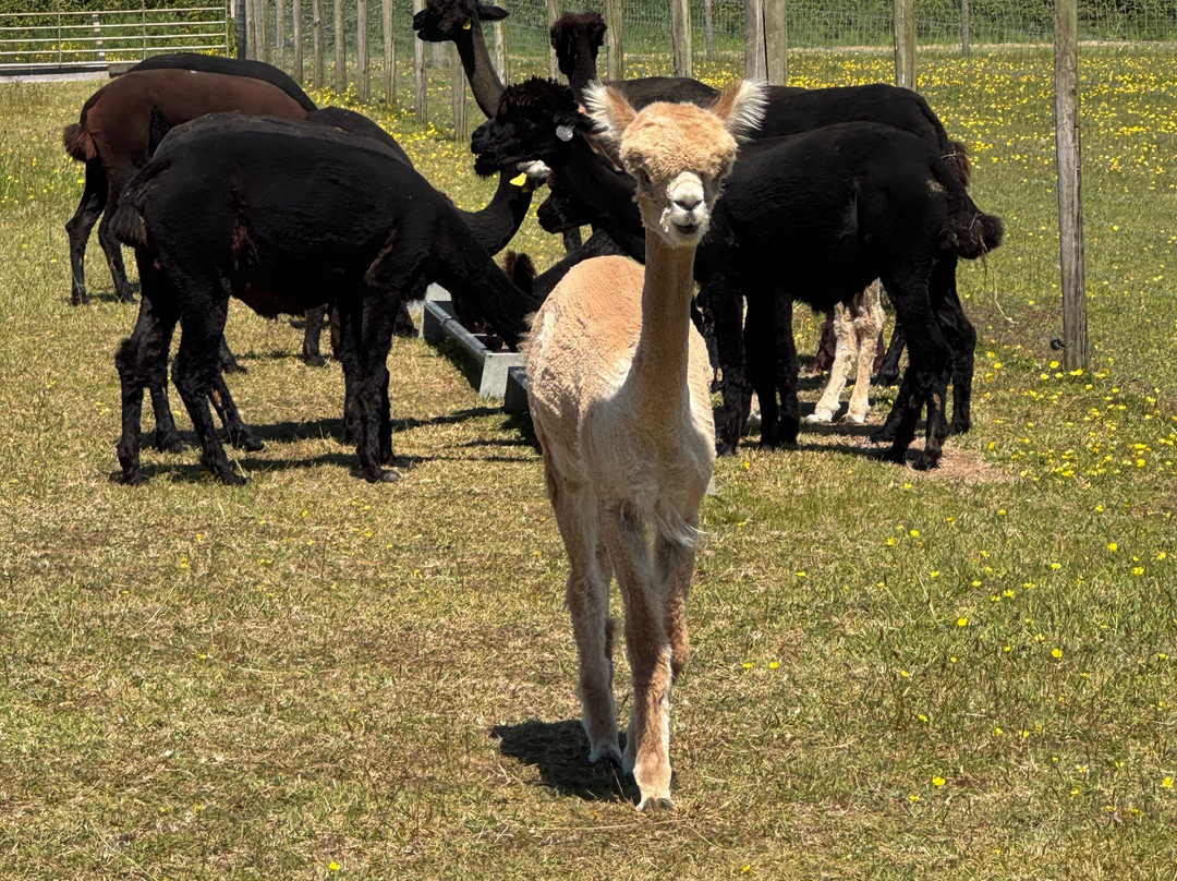 Sweet Home Alpaca景点图片