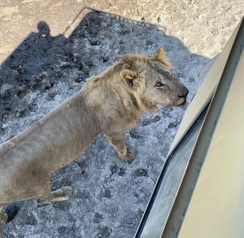 Somewhere in Africa-阿鲁沙必去景点