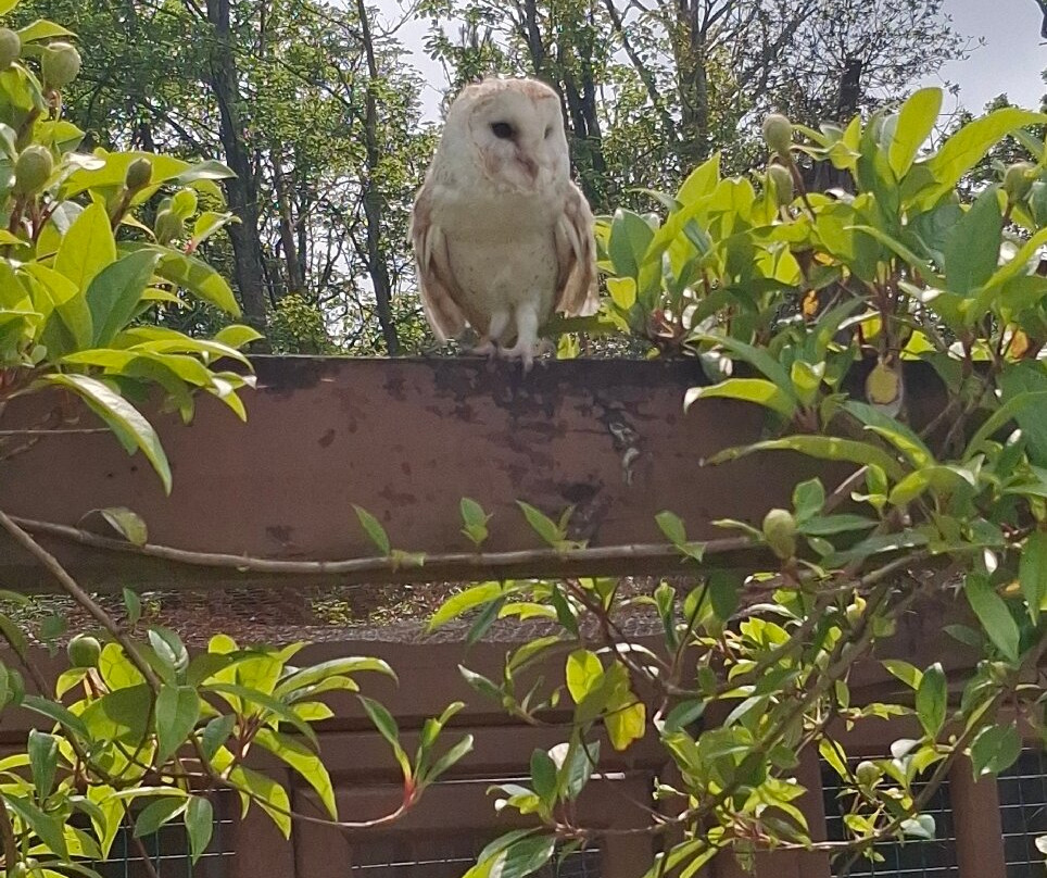 Jersey Falconry-St. John必去景点
