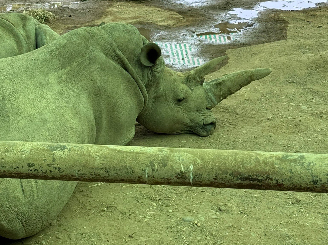 Blair Drummond Safari And Adventure Park景点图片