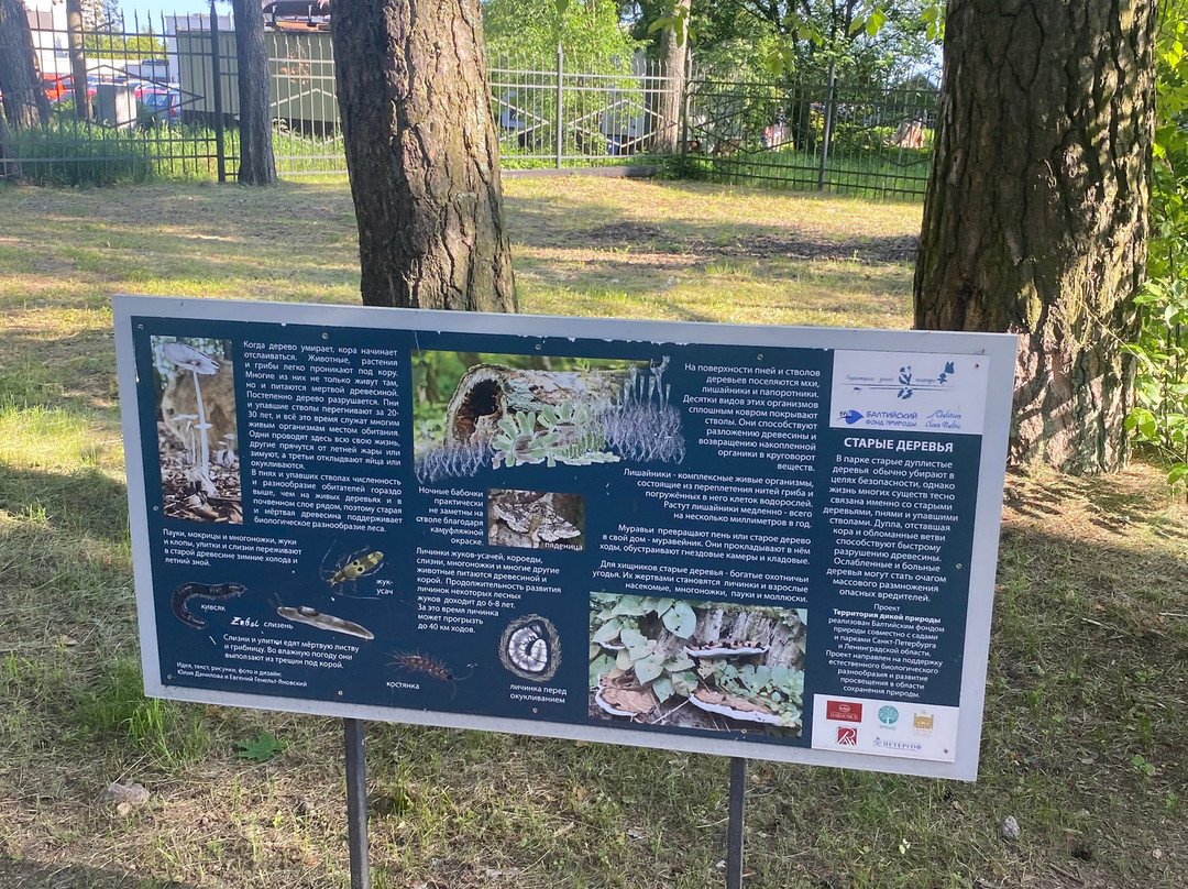 Zelenogorsk Recreation Park景点图片