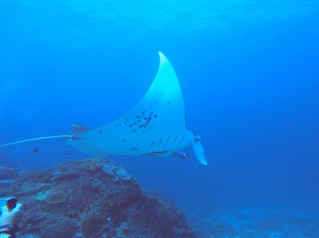 Tamarind Divers-蓝梦岛必去景点