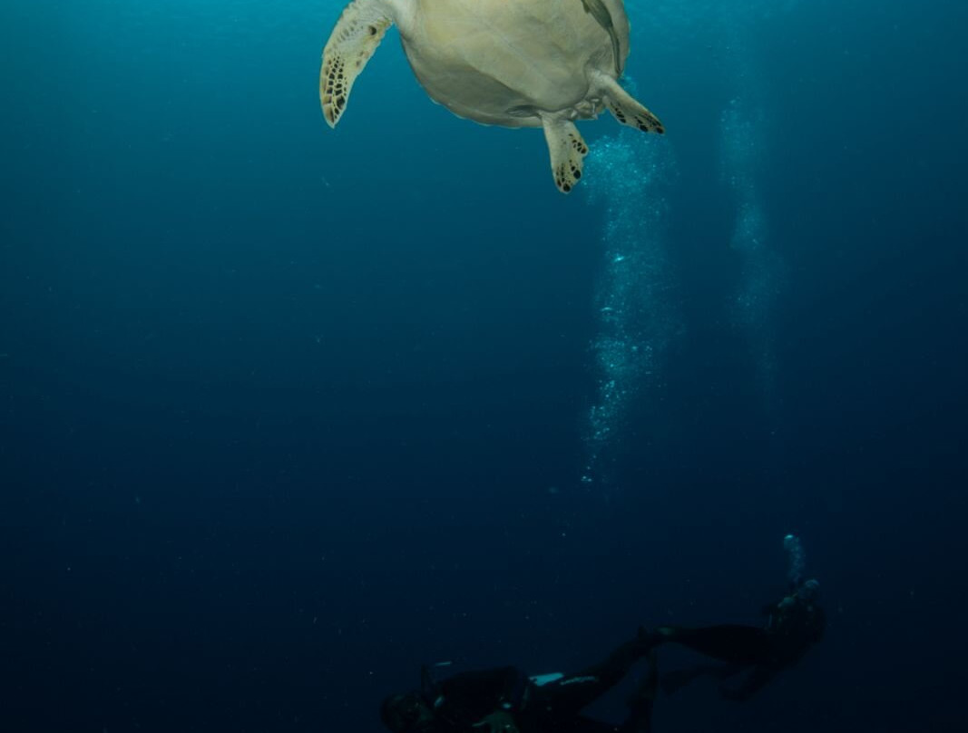 薄荷岛潜水俱乐部潜水中心-邦劳岛必去景点