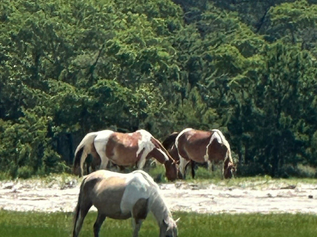 Captain Casey's Island Cruises-Chincoteague必去景点