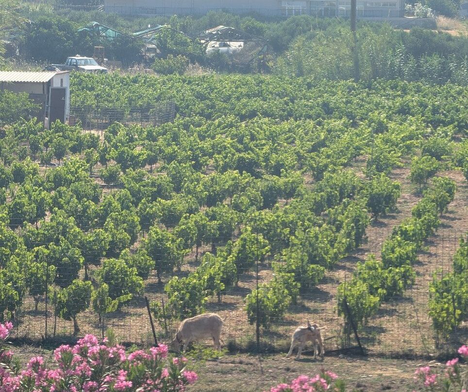 Nereides Hotel主图