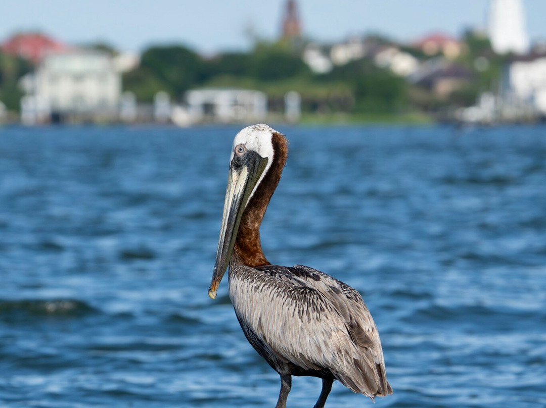 Lowcountry Photo Safaris-博福特必去景点