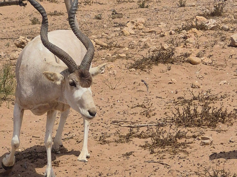 Tazwit tours-阿加迪尔必去景点