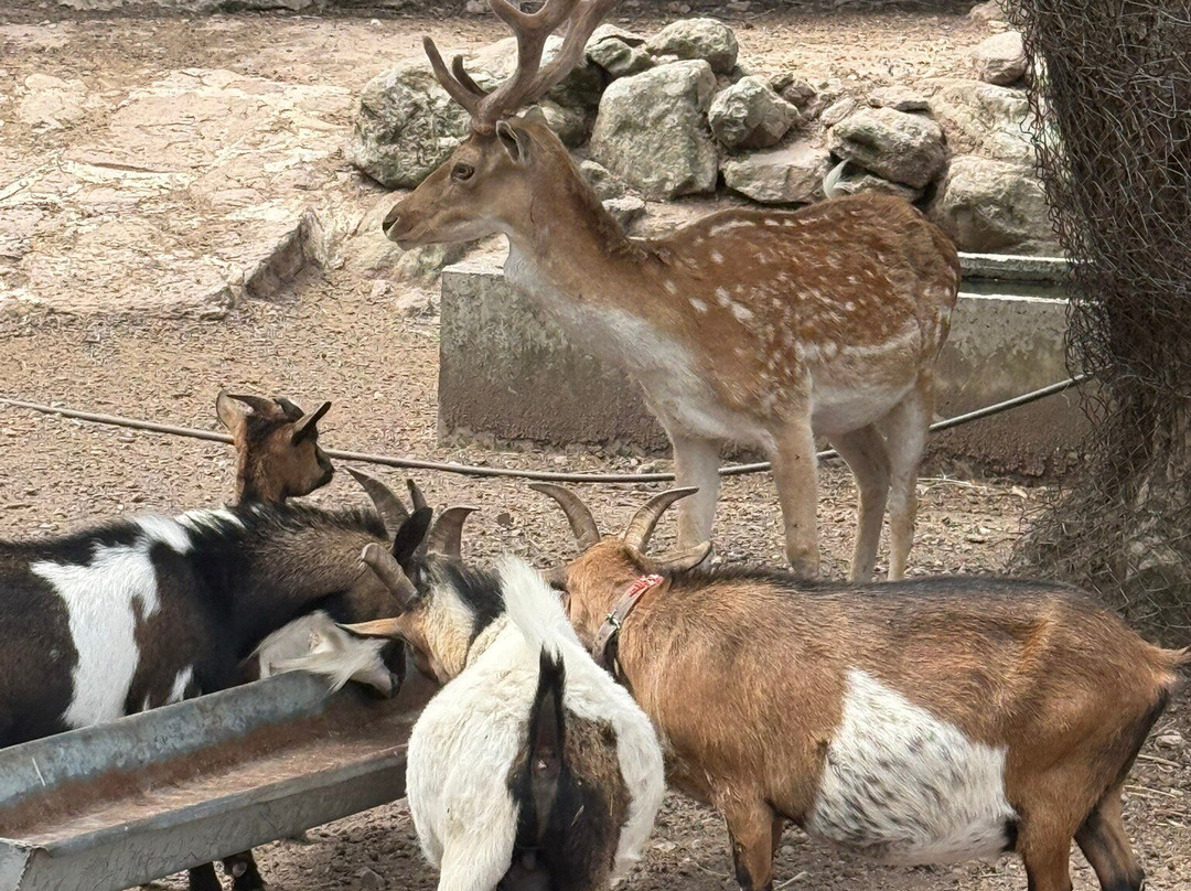 Kariofylli Farm-Lepetymnos必去景点