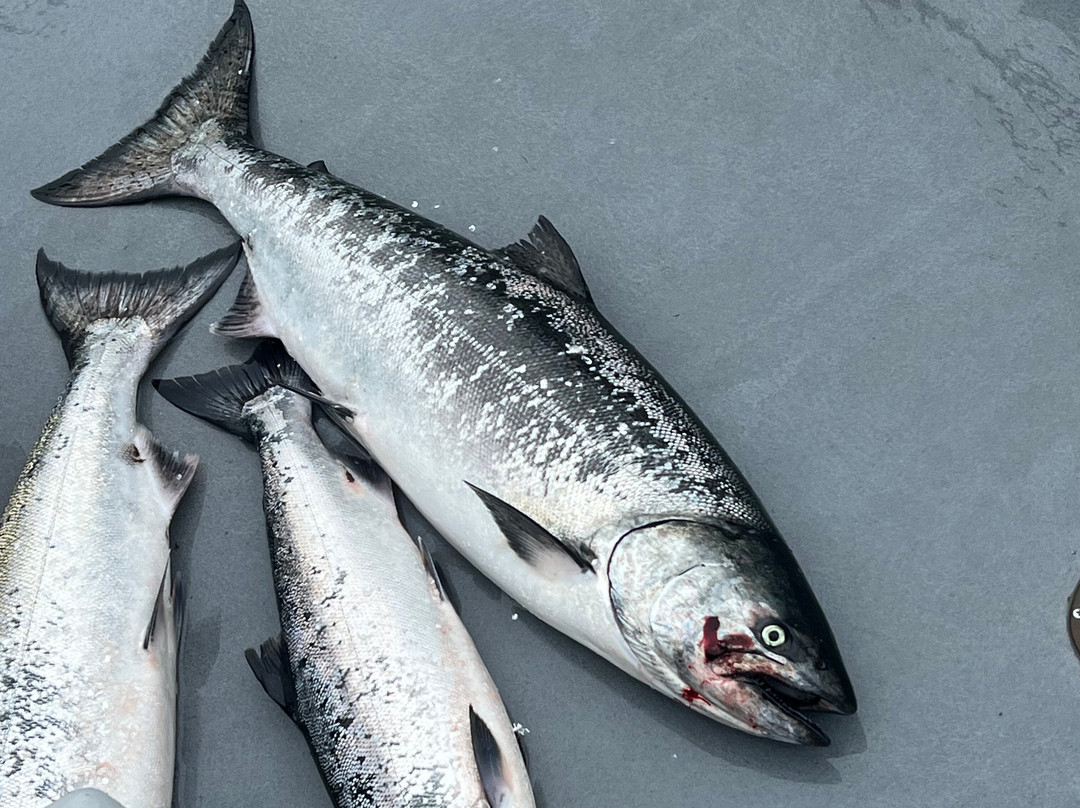 Tornado Fishing Charters-Westport必去景点