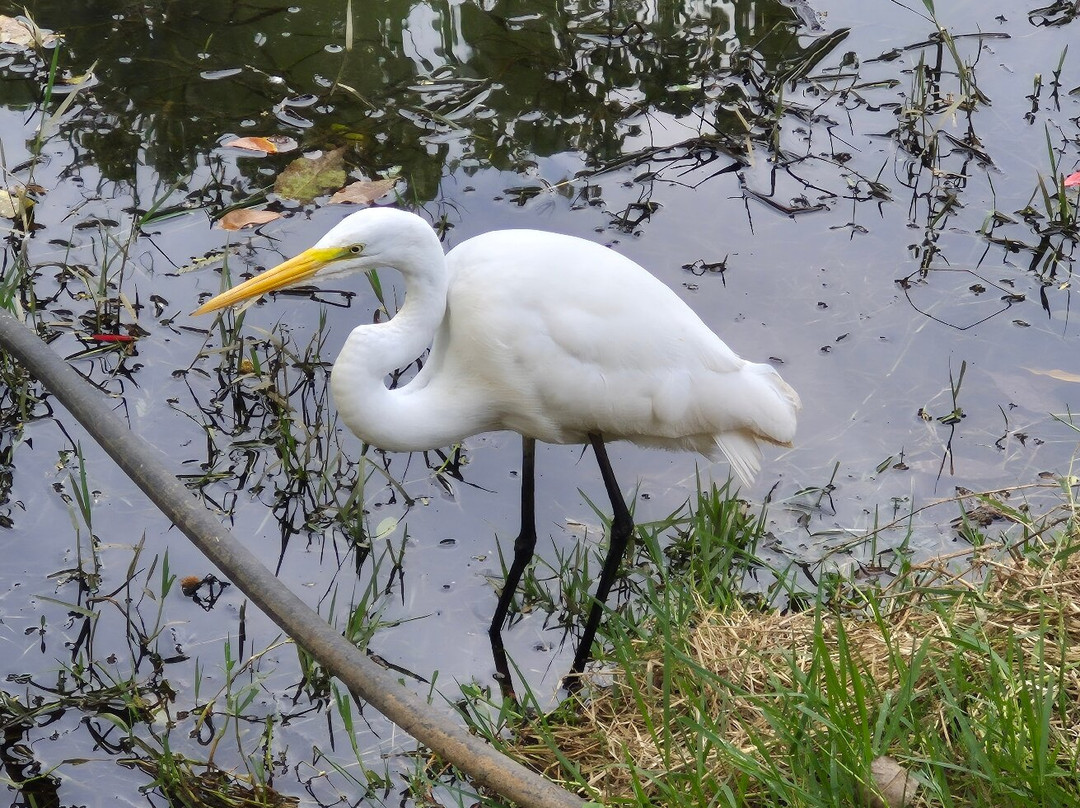 Parque Zoologico Municipal Quinzinho De Barros-索罗卡巴必去景点