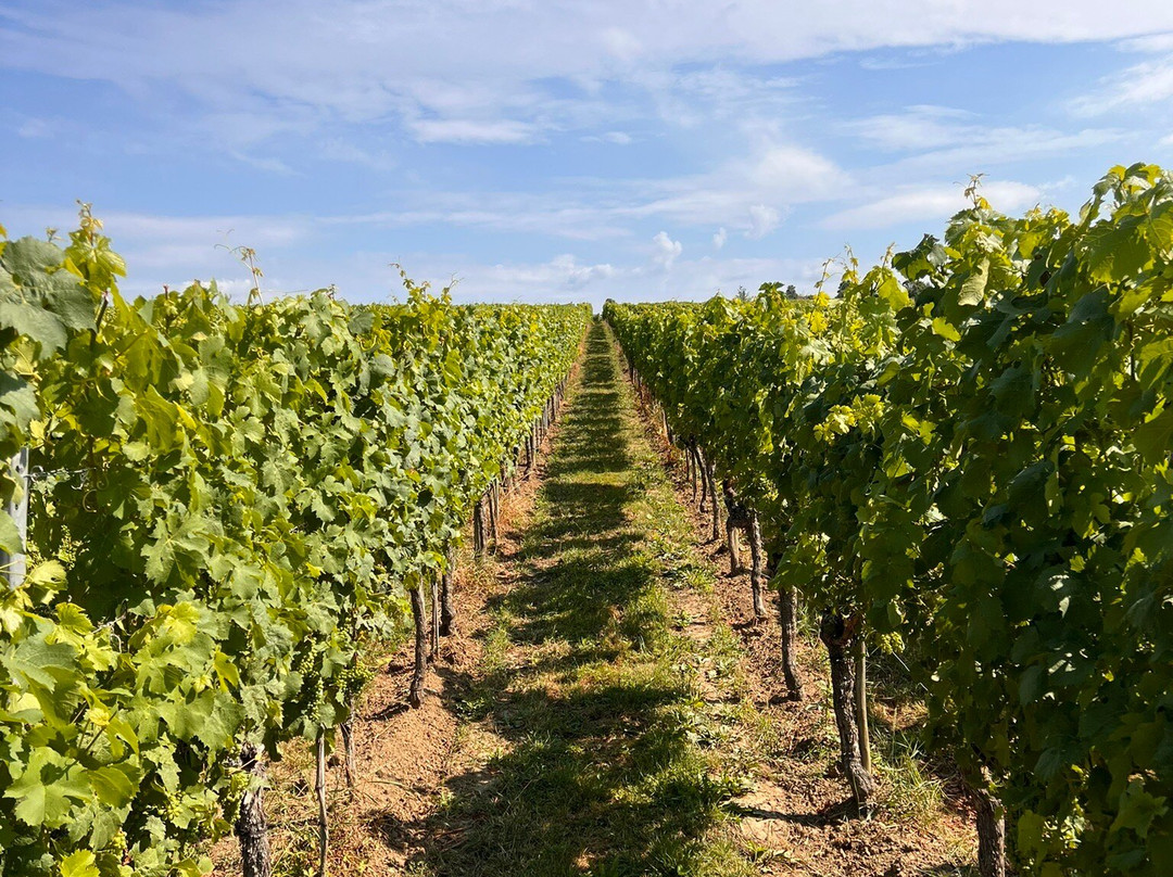 Weingut Aufricht-梅尔斯堡（博登湖）必去景点