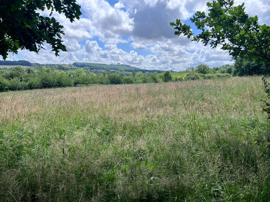 WWT Washington Wetland Centre-Washington必去景点