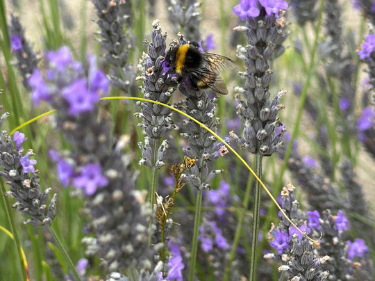 Premium Cabs Jersey-泽西岛必去景点