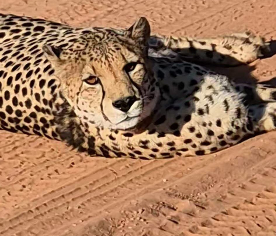 Honeyguide Ranger Camp-Entabeni Game Reserve必去景点