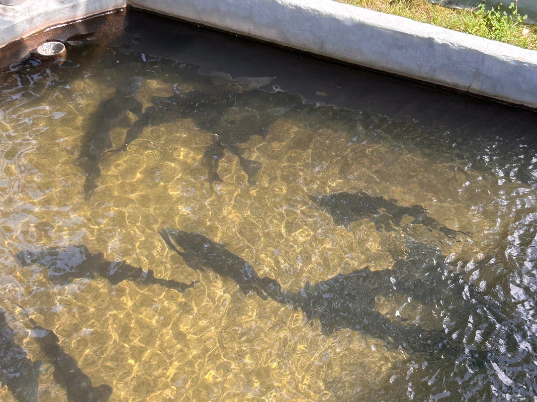 le Pont du Diable  Aniane-Aniane必去景点