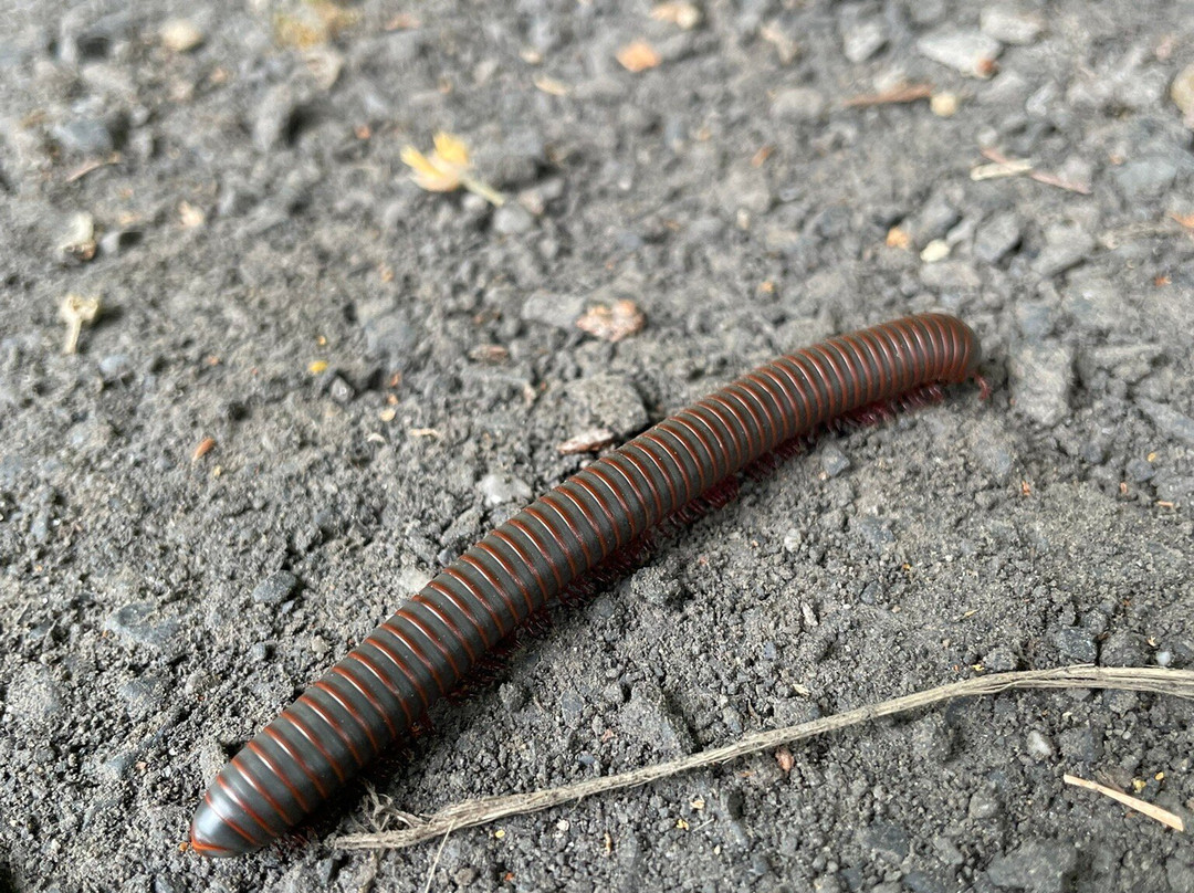 Parc National Du Mont St-bruno-蒙特利尔圣布鲁诺山必去景点