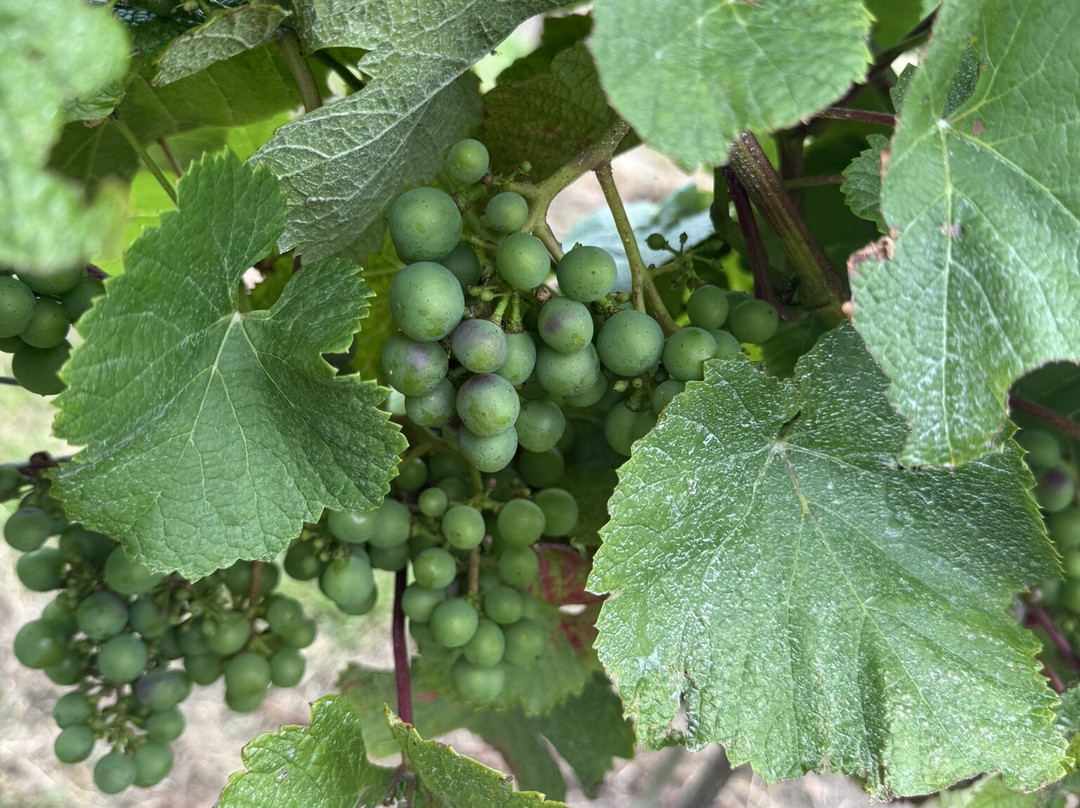 Laurel Vines Vineyard And Winery-Driffield必去景点