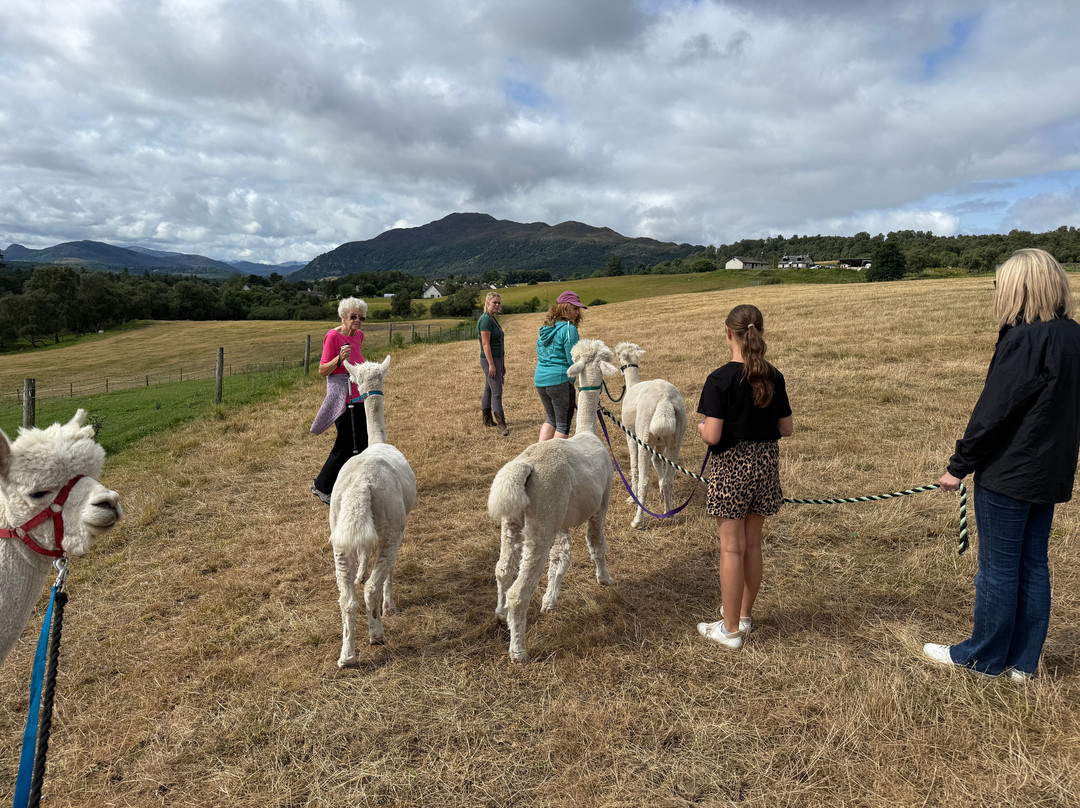 Cairngorm Alpacas-Newtonmore必去景点