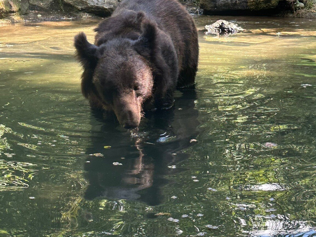 Tierpark Bern-伯尔尼必去景点