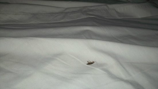 Krystal Monterrey主图