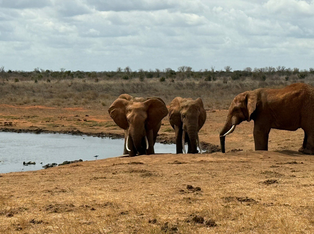 Kenya Safari Escapes-马林地必去景点