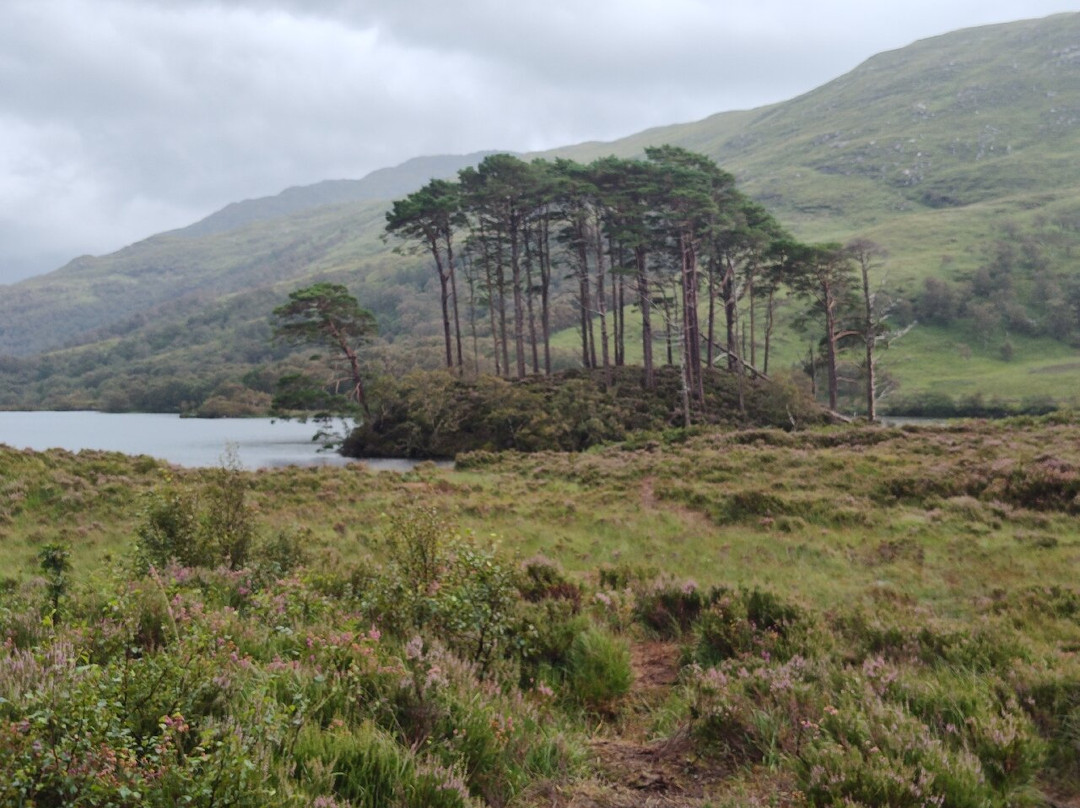 Eilean Na Moine. Dumbledore's Grave-Glenfinnan必去景点