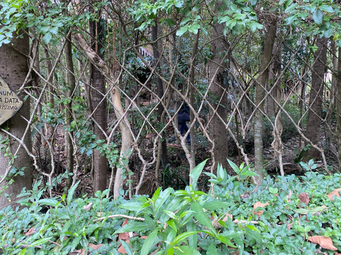 Jardim Temático Genealógico Rückert-Thal