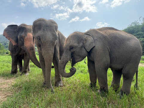 Smile Elephant Chiang Mai-夜登必去景点