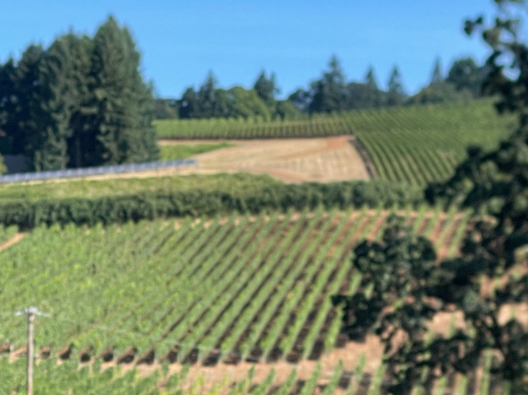 Franziska Haus Bed and Breakfast主图