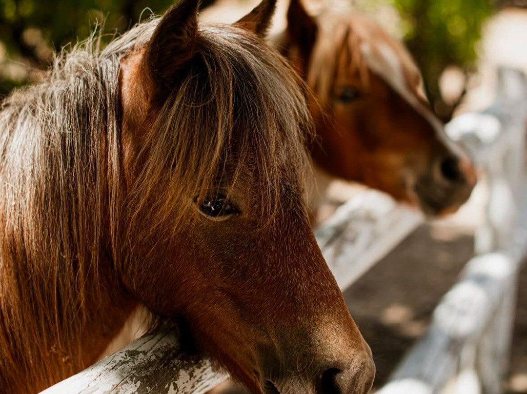 MAISON Estate Franschhoek-法兰舒克必去景点
