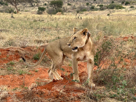 Zimba tours and safaris-瓦塔木必去景点