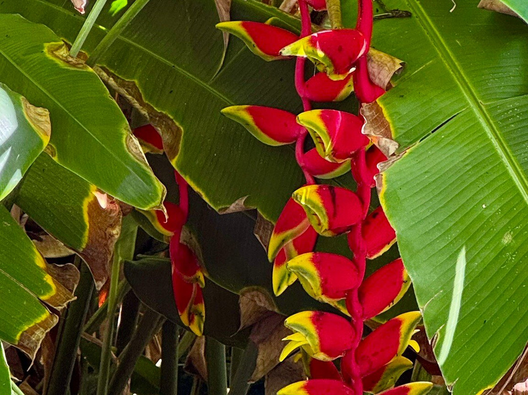 Villa L'Orange Bali主图