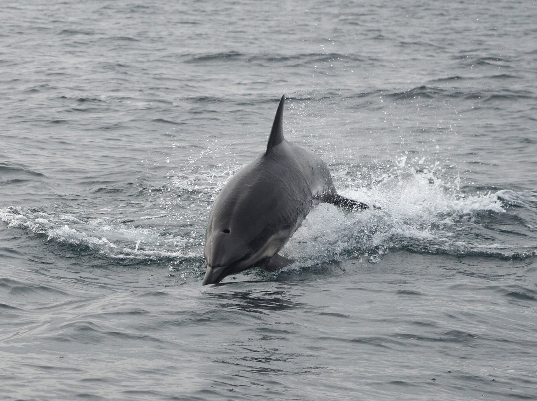 Lady Anne Wildlife Cruises-Grimsay必去景点