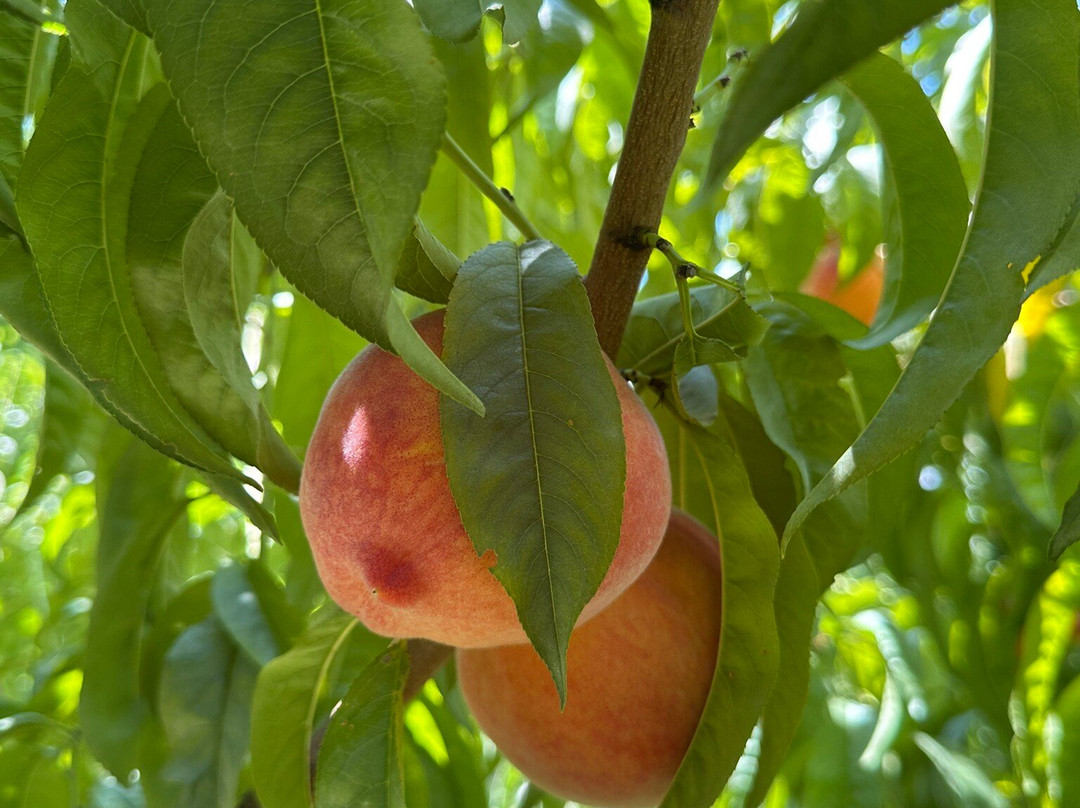 Orchard Valley Farms & Market-Paonia必去景点