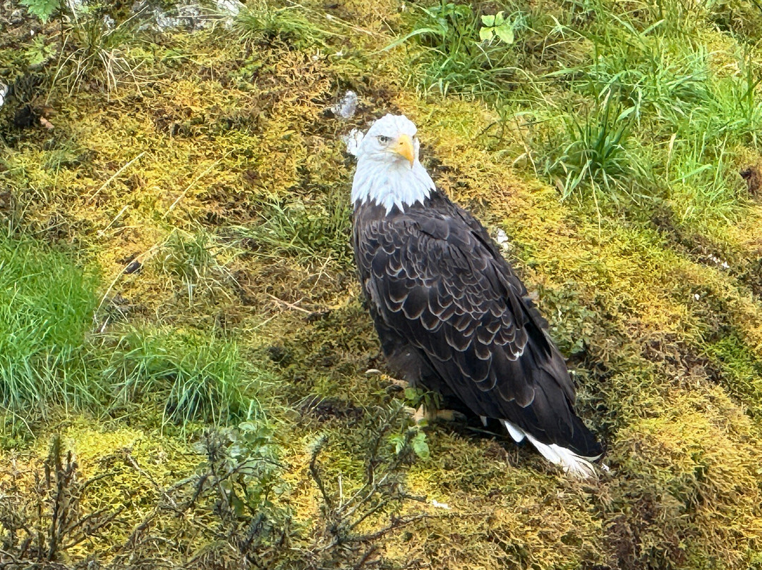 Muddy Water Adventures-Wrangell必去景点
