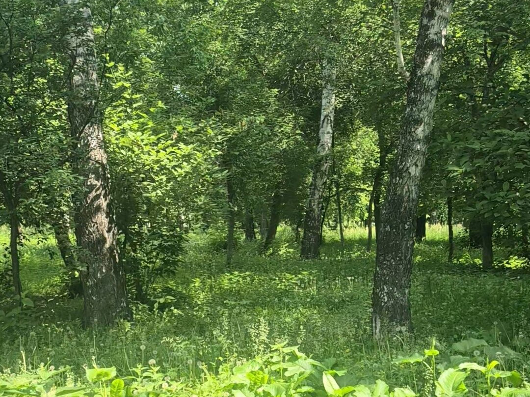 Berezovaya Roshha Park-新西伯利亚必去景点