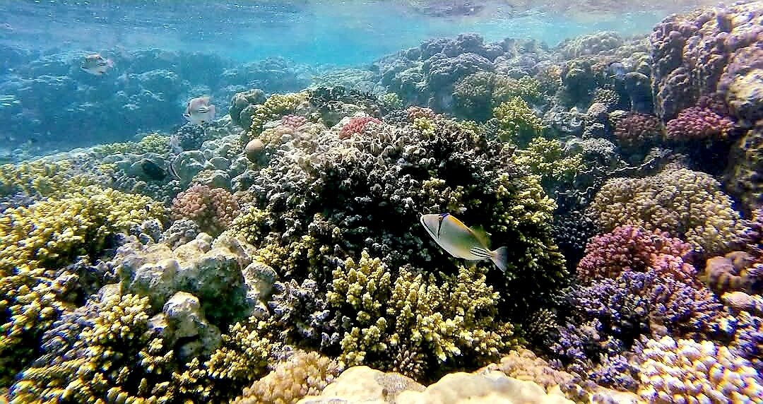 Abu Dabbab Beach-马萨阿拉姆必去景点