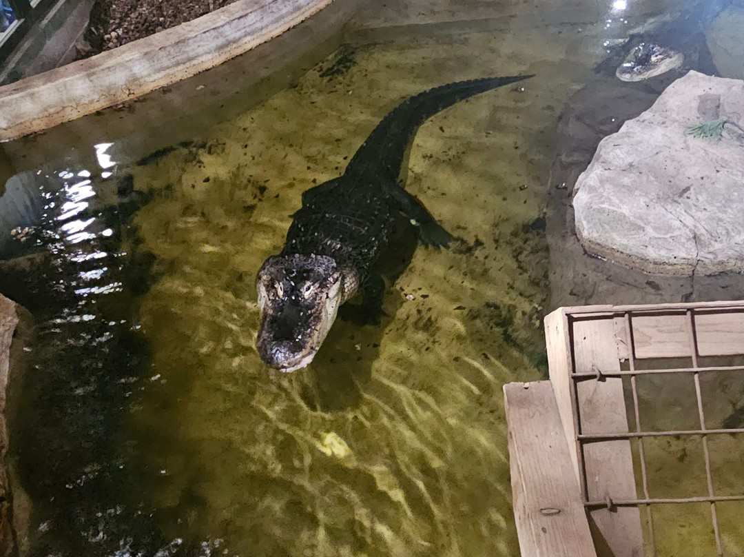 Crocodiles of the World-Brize Norton必去景点