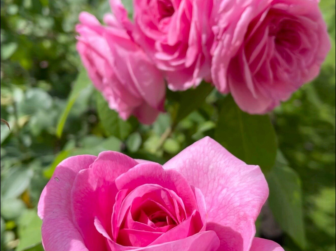 安格尔西修道院-Lode必去景点