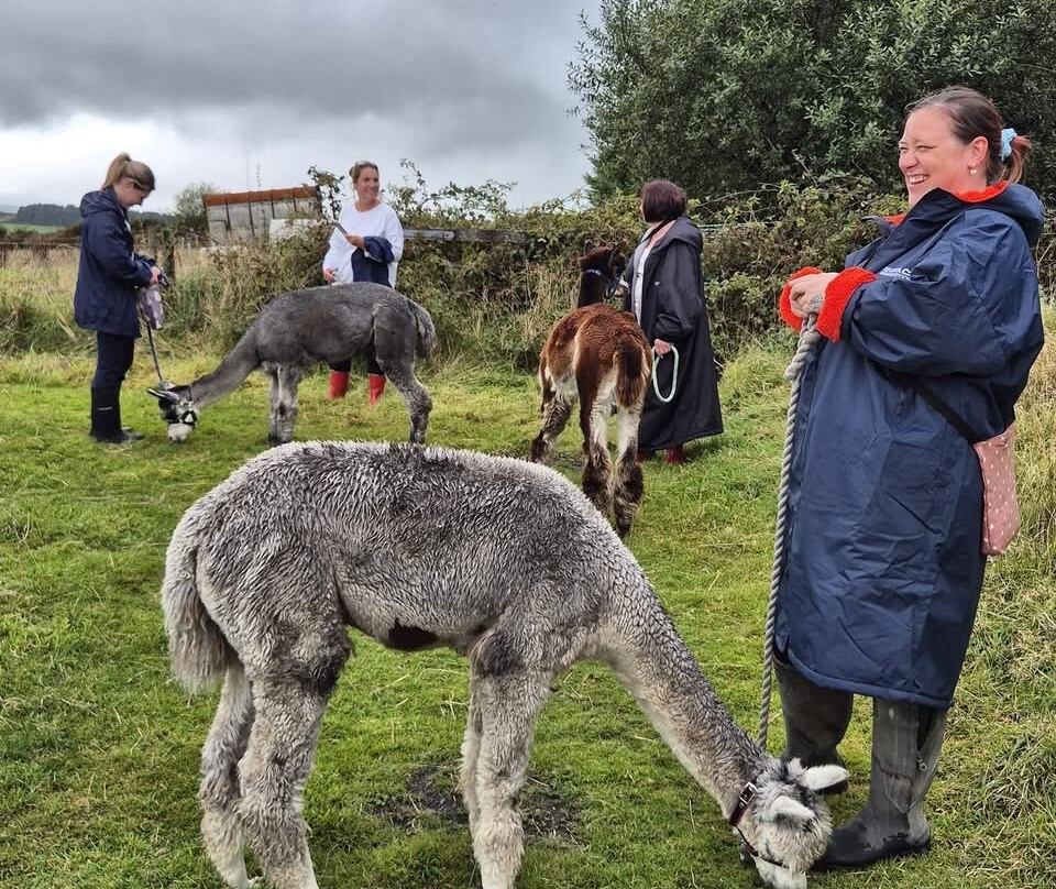 Alpaca Trekking Cornwall-康沃尔必去景点