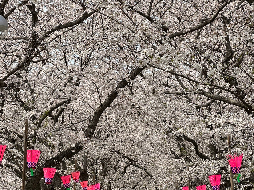 Gongendo Sakura Tsutsumi-幸手市必去景点